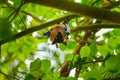 A flying fox hangs upside down in a tree