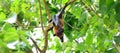 A flying fox hangs upside down in a tree and shows its tongue