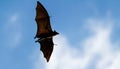 Flying Fox Royalty Free Stock Photo