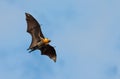 Flying fox, huge bat, against blue sky Royalty Free Stock Photo
