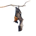 Flying Fox Royalty Free Stock Photo