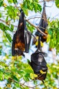 Flying Fox on The Tree Royalty Free Stock Photo