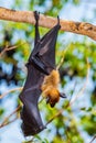 Flying Fox on The Tree Royalty Free Stock Photo