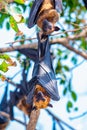 Flying Fox on The Tree Royalty Free Stock Photo