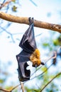 Flying Fox on The Tree Royalty Free Stock Photo