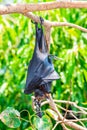 Flying Fox on The Tree Royalty Free Stock Photo