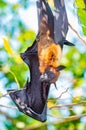 Flying Fox on The Tree Royalty Free Stock Photo