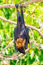 Flying Fox on The Tree Royalty Free Stock Photo
