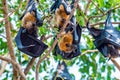 Flying Fox on The Tree Royalty Free Stock Photo
