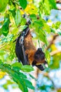 Flying Fox on The Tree Royalty Free Stock Photo