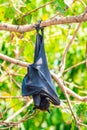 Flying Fox on The Tree Royalty Free Stock Photo