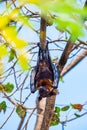Flying Fox on The Tree Royalty Free Stock Photo
