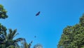 Flying Fox on Maldives island. Fruit bat flying. Gray-headed Flying Fox Pteropus poliocephalus Royalty Free Stock Photo