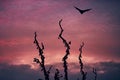 Flying fox at moody sunset Royalty Free Stock Photo