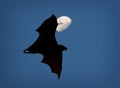 Flying Fox and the Moon. Royalty Free Stock Photo