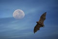 Flying Fox and the Moon. Royalty Free Stock Photo