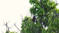 Flying fox, Particoloured bat (Vespertilio murinus)