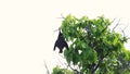 Flying fox, Particoloured bat (Vespertilio murinus)