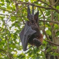 Flying Fox (Pteropus)