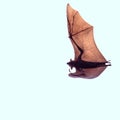 Flying fox on soft blue background