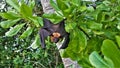 Flying fox on a tree. Among the green leaves of a tropical tree, a bats have hung upside down.