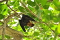 Flying Fox