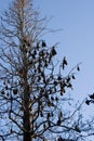 Flying Foxes