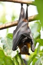 Flying foxes Royalty Free Stock Photo