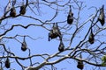 Flying Foxes