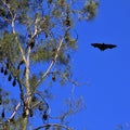 Flying foxes also named fruit bats in Port Macquarie Royalty Free Stock Photo