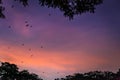 Flying Foxes Bats (Pteropus) flying above Tree Tops in the Dusk, Yungaburra, Queensland, Australia