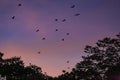 Flying Foxes / Bats Pteropus flying above Tree Tops in the Dusk, Yungaburra, Queensland, Australia