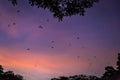 Flying Foxes / Bats Pteropus flying above Tree Tops in the Dusk, Yungaburra, Queensland, Australia