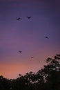 Flying Foxes Bats (Pteropus) flying above Tree Tops in the Dusk, Yungaburra, Queensland, Australia