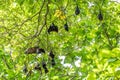 Flying foxes,the biggest bat on tree, can generally found at Similan islands of Thailand