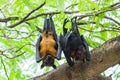 Flying foxes couples Royalty Free Stock Photo