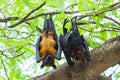 Flying foxes couples