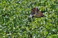 Flying Foxes on a green background in the african nature habitat