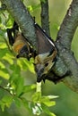 Flying Foxes on a green tree in the african nature habitat Royalty Free Stock Photo