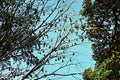 Flying foxes hang on a tree Royalty Free Stock Photo