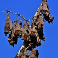 Flying foxes hanging on a branch of a tree