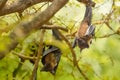 Flying foxes hanging Royalty Free Stock Photo