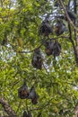 Flying foxes  on a tree branch Royalty Free Stock Photo