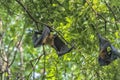 Flying foxes  on a tree branch Royalty Free Stock Photo