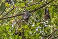 Flying foxes  on a tree branch Royalty Free Stock Photo