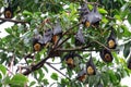 Flying foxes Royalty Free Stock Photo