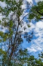 Flying foxes sleep in a tree on a sunny day Royalty Free Stock Photo