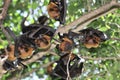 Flying foxes in Thailand