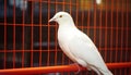 Flying freedom Pigeon perching, homing dove looking, seagull outdoors generated by AI