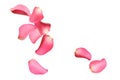 Flying fresh pink rose petals on background